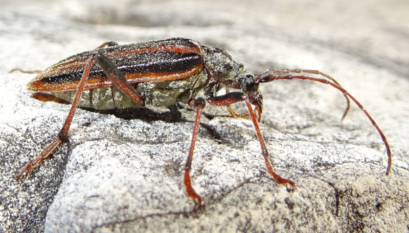 femmina di: Oxymirus cursor - Cerambycidae